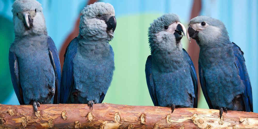Οι άνθρωποι σκότωσαν ακόμα ένα είδος: Εξαφανίστηκαν οι μπλε παπαγάλοι της Βραζιλίας