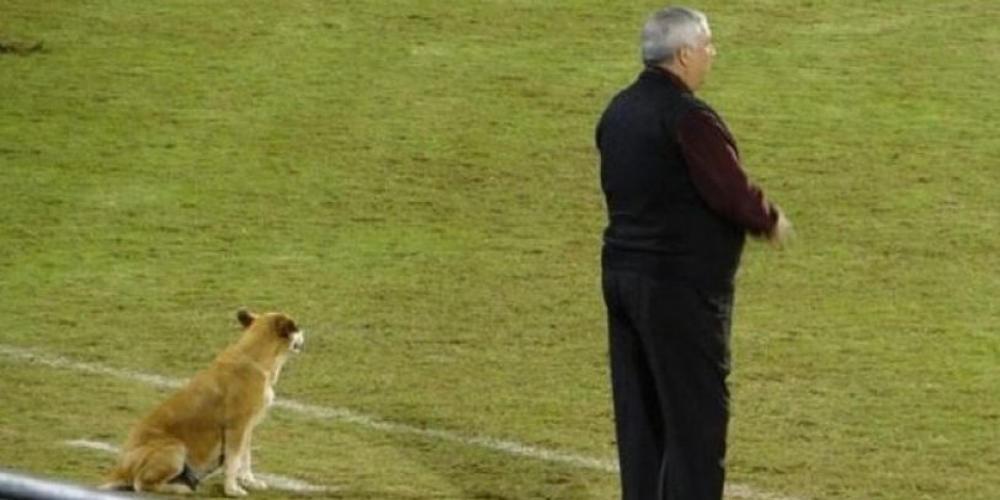 Σκύλος έγινε... βοηθός προπονητή σε ομάδα της Παραγουάης!