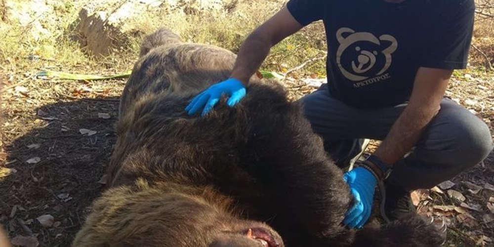 Νεκρή αρκούδα, βάρους 390 κιλά, από τροχαίο στην Καστοριά