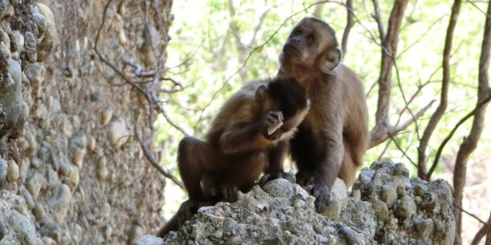 Πίθηκοι έκλεψαν δείγματα αίματος ασθενών με κορωνοϊό στην Ινδία