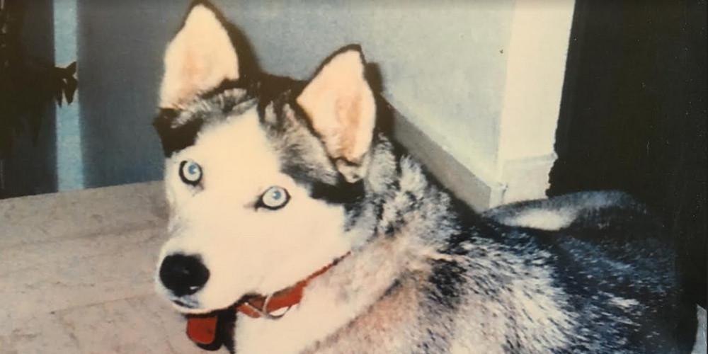 Συγκινητικό: Έχασε τον σκύλο της πριν από 12 χρόνια και τον ψάχνει ακόμα στη Λαμία [εικόνα]