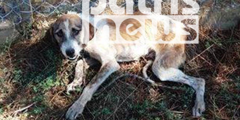 Σαδιστές έριξαν φόλα σε σκελετωμένο σκυλάκι στην Ηλεία [εικόνες]