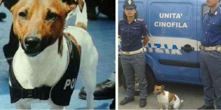 Σκύλος... εφιάλτης της ιταλικής μαφίας: Τον επικήρυξαν για 5.000 ευρώ [βίντεο]