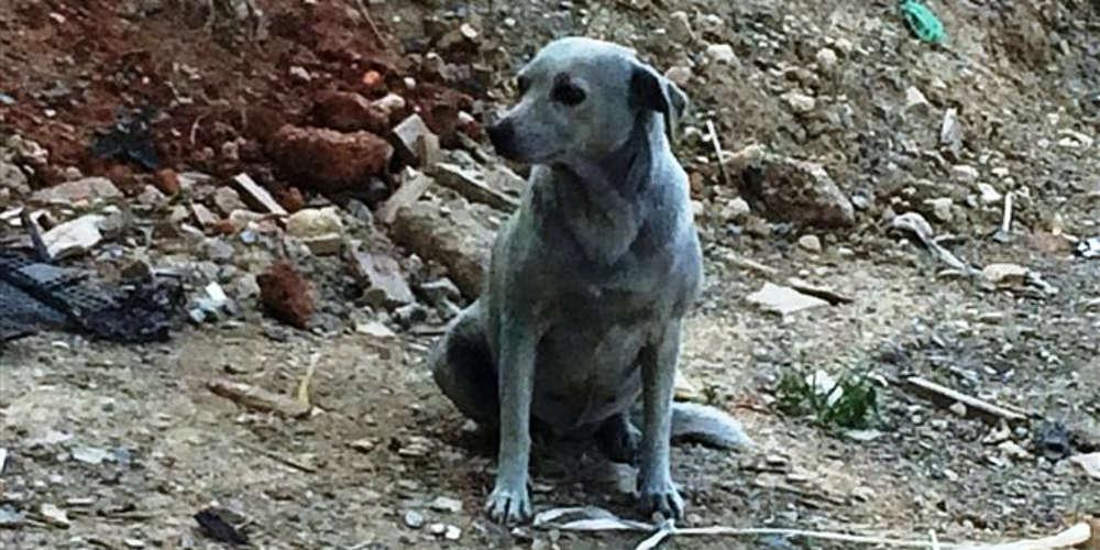 Ανθρωπόμορφα τέρατα έβαψαν με μπλε μπογιά σκυλίτσα στην Κρήτη