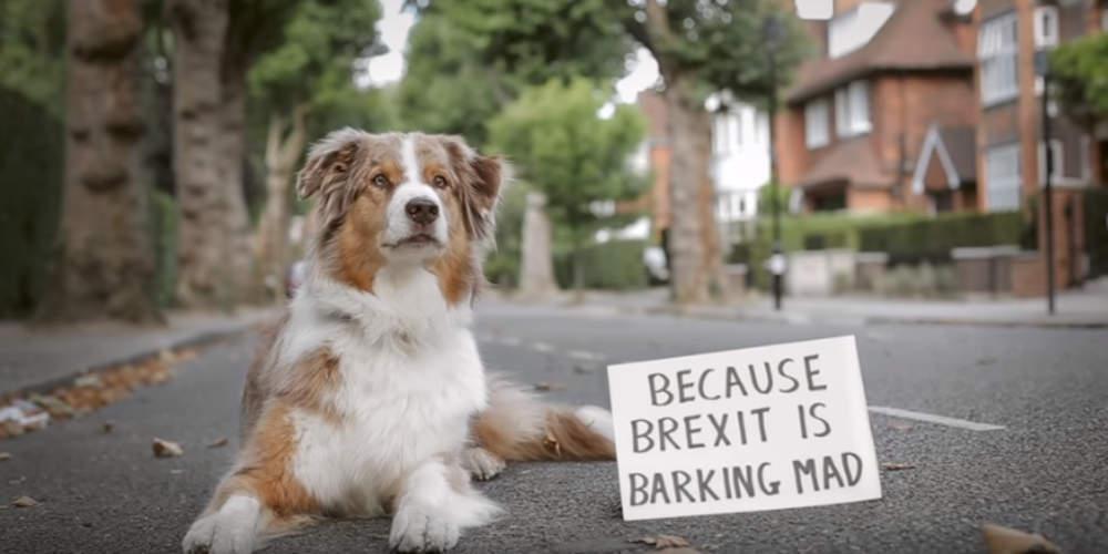 «Wooferendum»: Οι σκύλοι… διαδηλώνουν κατά του Brexit [βίντεο]