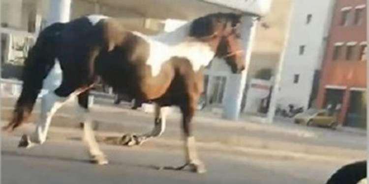 Ένα άλογο κόβει βόλτες μόνο του στο κέντρο της Θεσσαλονίκης! [βίντεο]