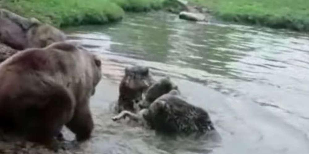 Σοκαριστικό βίντεο από ζωολογικό κήπο: Αρκούδες κατασπάραξαν λύκο μπροστά στα μάτια των επισκεπτών