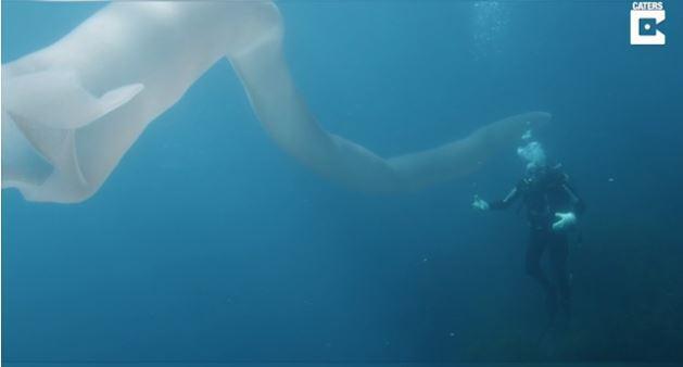 Δύτης αντικρίζει «θαλάσσιο τέρας» μήκους 8 μέτρων [Βίντεο]