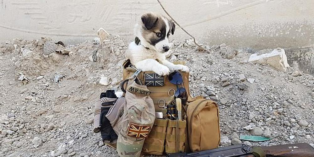 «Ο σκύλος με έσωσε από τον πόλεμο της Συρίας»: Η συγκινητική ιστορία ενός βετεράνου που επανενώθηκε με το κουτάβι που είχε σώσει