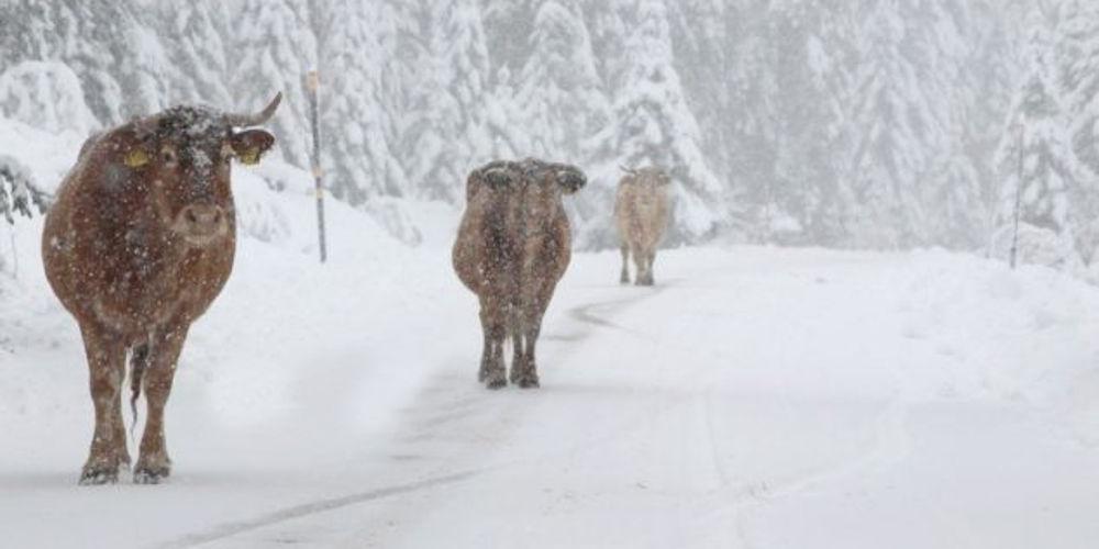 Αγελάδες βγήκαν στους χιονισμένους δρόμους και έφαγαν το αλάτι στα Τρίκαλα!