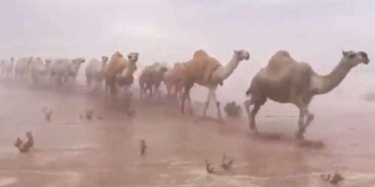 Τα... έχασαν και οι βεδουίνοι από την πλημμυρισμένη έρημο της Σ. Αραβίας [βίντεο]
