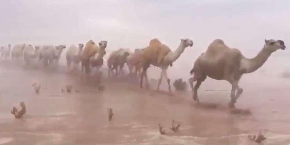 Τα... έχασαν και οι βεδουίνοι από την πλημμυρισμένη έρημο της Σ. Αραβίας [βίντεο]