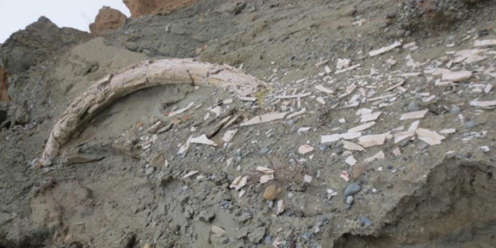 Προϊστορικός χαυλιόδοντας εντοπίστηκε στο ορυχείο Αμυνταίου της ΔEH