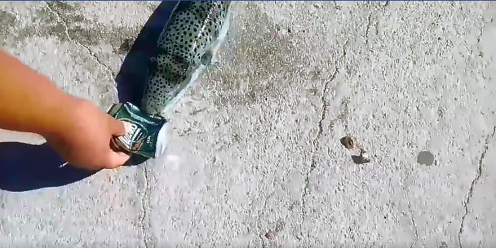 Απίστευτο βίντεο: Λαγοκέφαλος καταπίνει κουτάκι μπύρας στην Κρήτη