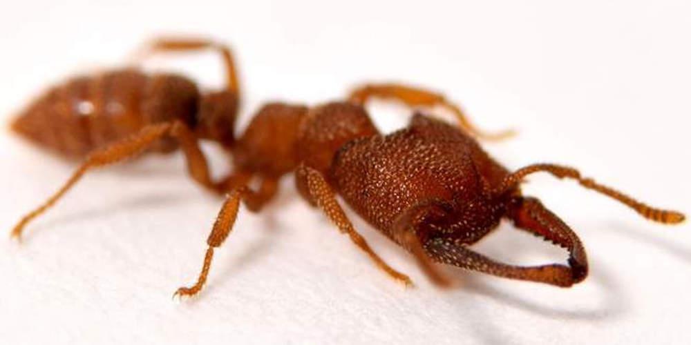 Μυρμήγκι Δράκουλας, φύση, ζώα, περιβάλλον