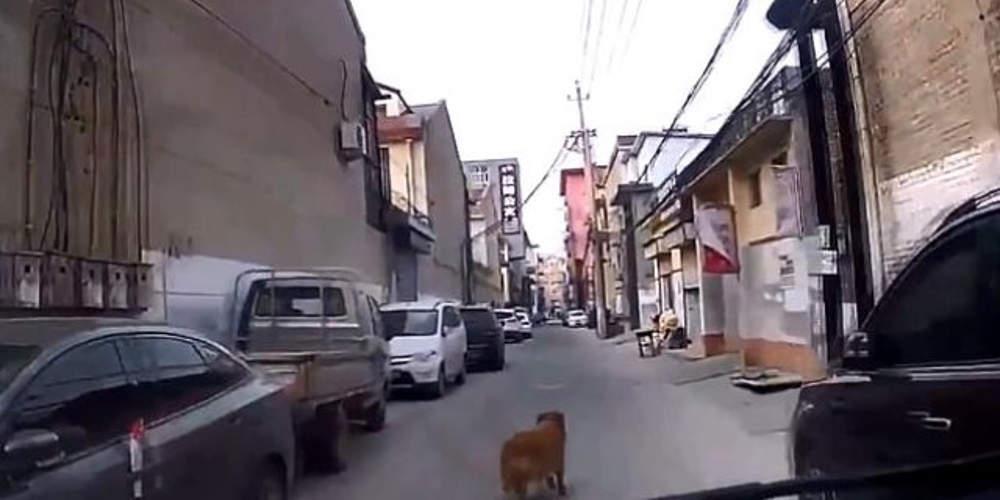 Απίστευτο: Ένας σκύλος οδήγησε τους διασώστες στο λιπόθυμο αφεντικό του [βίντεο]