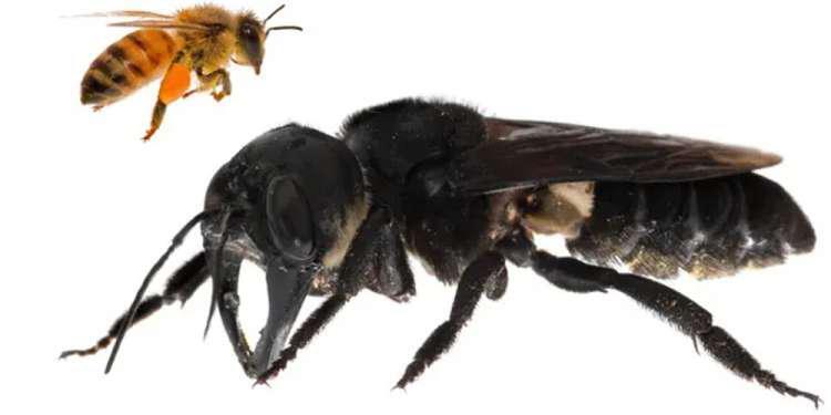 Και όμως: Η μεγαλύτερη μέλισσα του κόσμου που... αγνοούνταν για 38 χρόνια βρέθηκε στην Ινδονησία! [εικόνα]