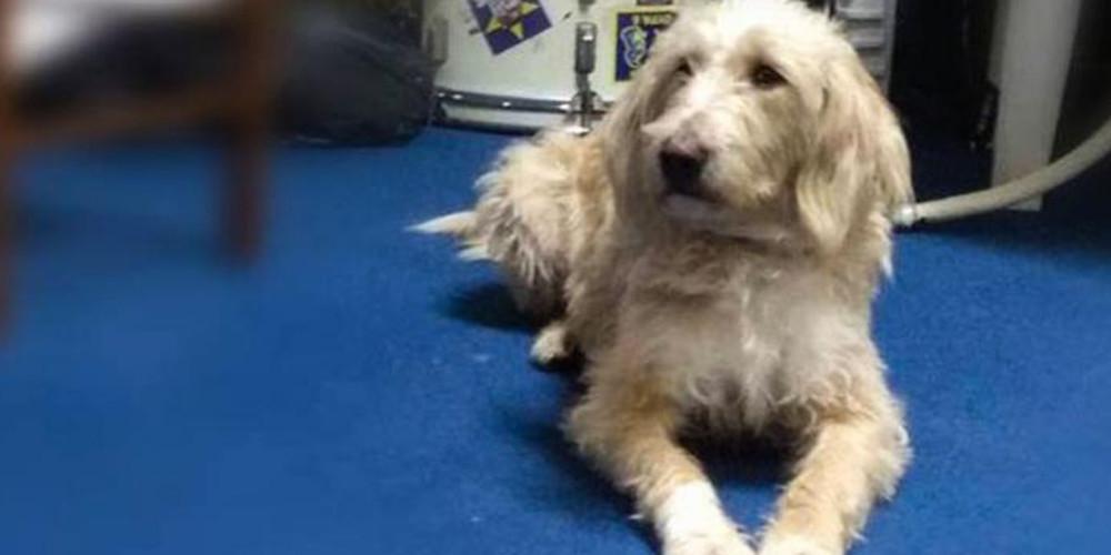 Μόνο ντροπή- Πέθανε από φόλα ο σκύλος - μασκότ του Αστέρα Τρίπολης