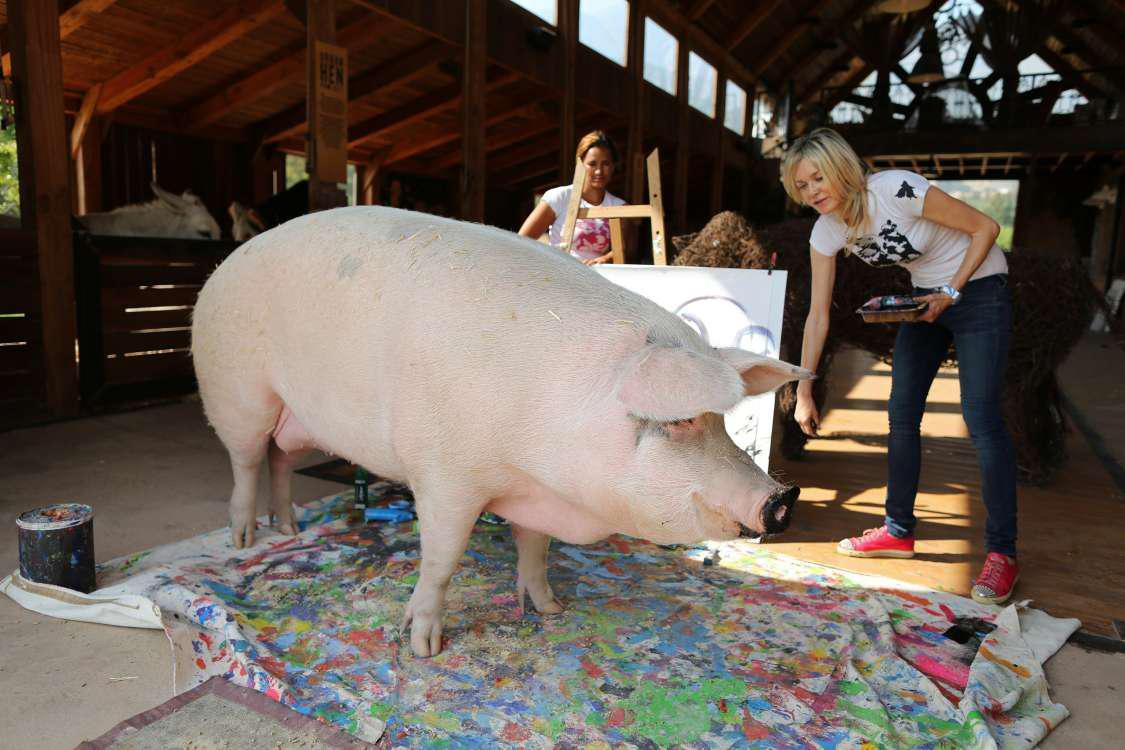 «Pigcasso»: Το ταλαντούχο γουρούνι που πουλάει πίνακες για χιλιάδες δολάρια [εικόνες]