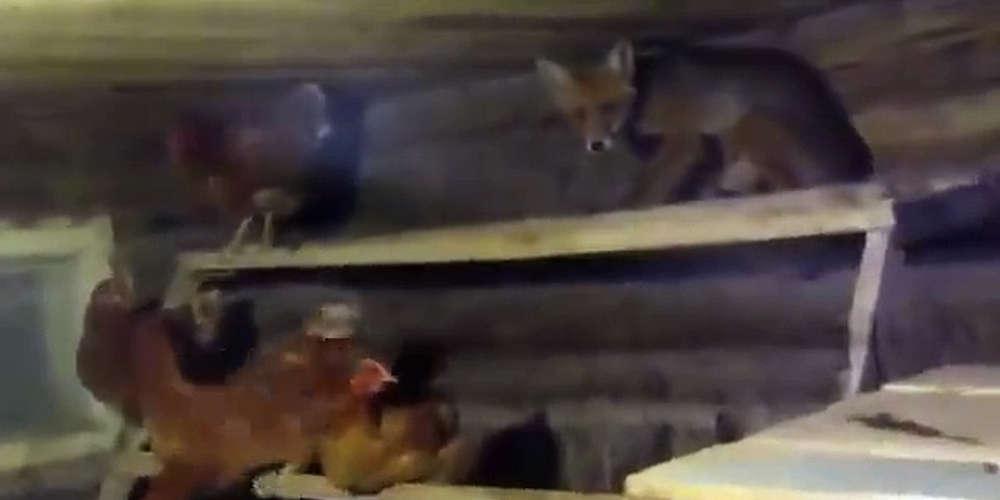 Αλεπού-κότες σημειώσατε διπλό - Απίστευτο σκηνικό στη Γαλλία