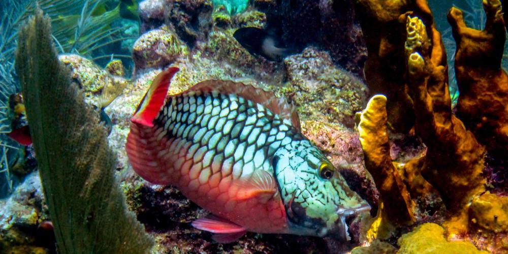 Εσύ ξέρεις γιατί πρέπει να σωθούν οι κοραλλιογενείς ύφαλοι;