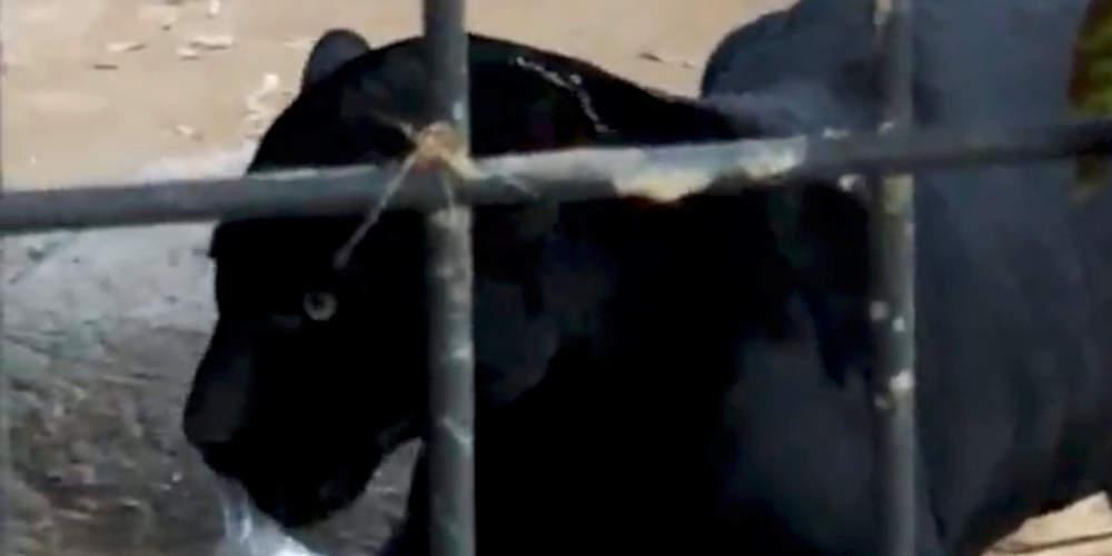 Παρανοϊκό: Η γυναίκα που πήδηξε μέσα στο κλουβί του τζάγκουαρ για selfie κατηγορεί τον ζωολογικό κήπο