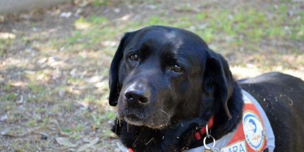 Πέθανε η Λάρα, ο σκύλος-σύμβολο για τους τυφλούς στην Ελλάδα
