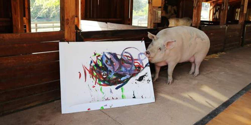 «Pigcasso»: Το ταλαντούχο γουρούνι που πουλάει πίνακες για χιλιάδες δολάρια [εικόνες]