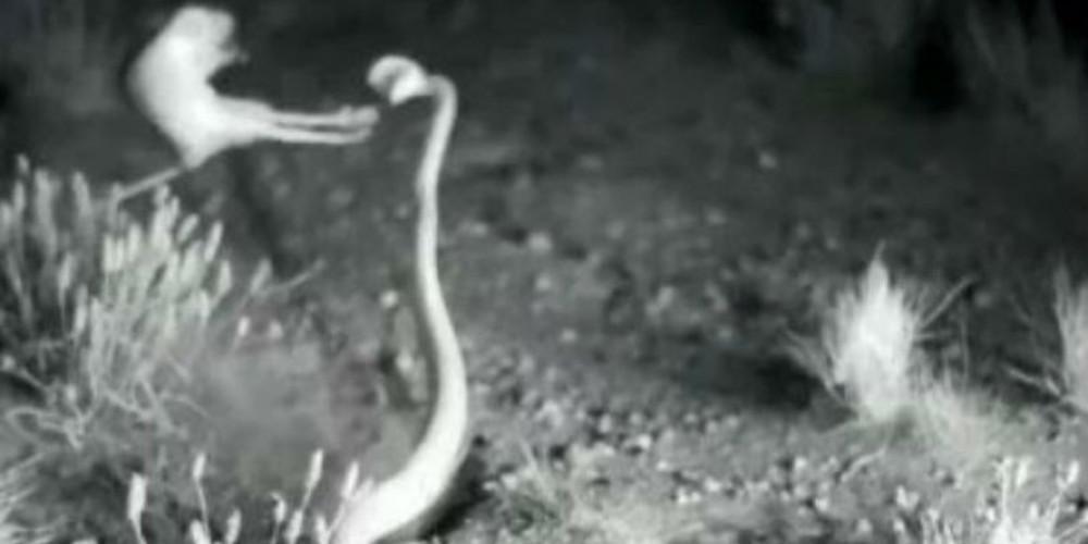 Τρομερό: Ποντίκι «νίντζα» αποφεύγει δάγκωμα φιδιού με απίστευτη εναέρια κλωτσιά