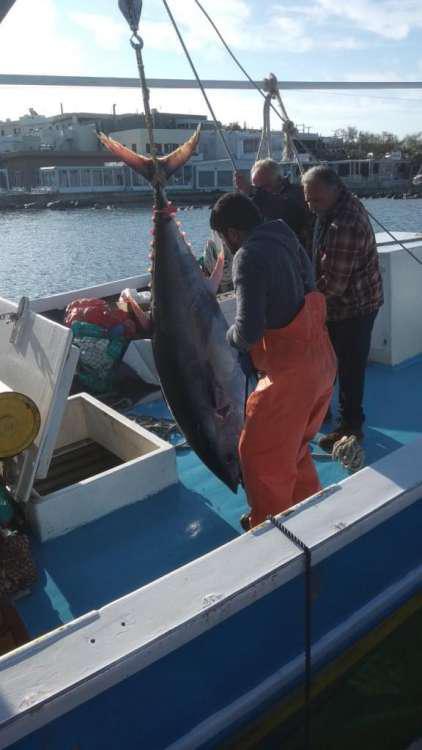 Απίστευτο: Πιάσαν ψάρι γίγαντα 750 κιλών στη Νάξο