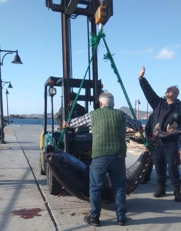 Απίστευτο: Πιάσαν ψάρι γίγαντα 750 κιλών στη Νάξο