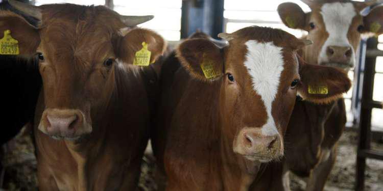 Εξαπλώθηκε σε αγελάδες στις ΗΠΑ η γρίπη των πτηνών - Τι εντοπίστηκε στο γάλα τους