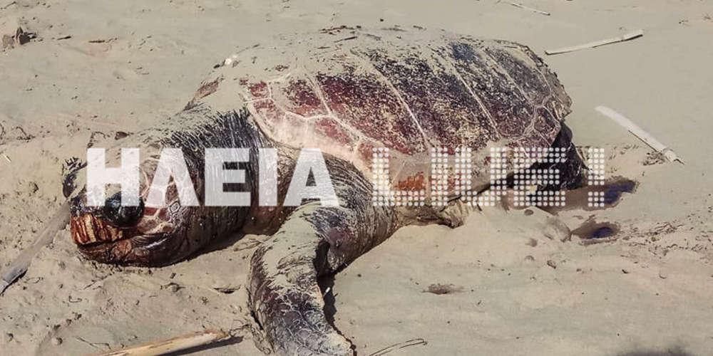 Νεκρή χελώνα Caretta-Caretta στο Κατάκωλο - Καταγγελίες και για άλλες χτυπημένες θαλάσσιες χελώνες [εικόνες]