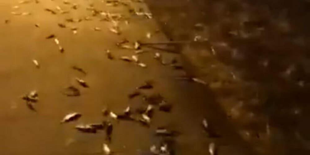 Απίστευτο: Κοπάδι ψαριών πήδηξε στη στεριά στο λιμάνι της Πρέβεζας [βίντεο]