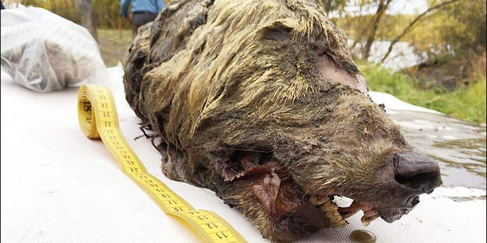 Βρέθηκε σχεδόν άθικτο κεφάλι λύκου ηλικίας 40.000 ετών στη Σιβηρία [εικόνες]