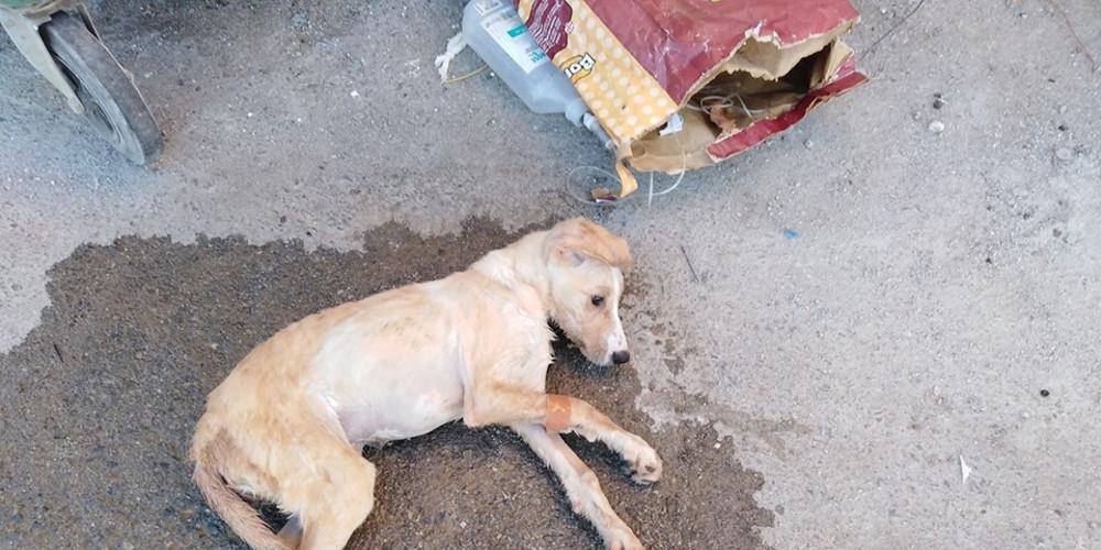 Κτηνωδία στην Κρήτη: Πέταξαν άρρωστο κουταβάκι με τον ορό του στα σκουπίδια