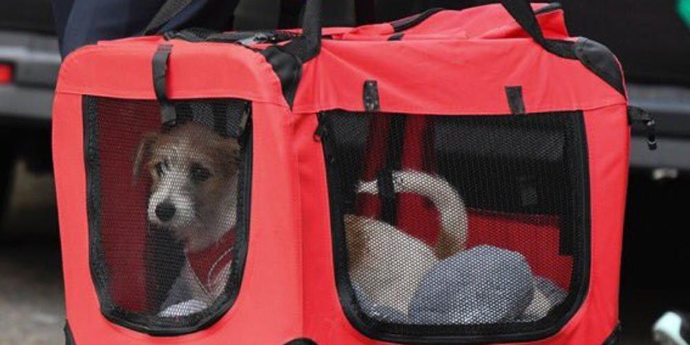 «Τρέμει» η θέση του Λάρι του γάτου - Ο σκύλος του Μπόρις Τζόνσον νέος ένοικος στη Downing Street
