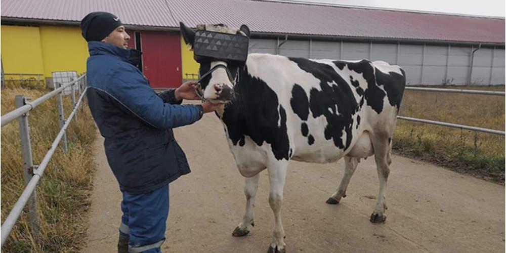 Απίστευτο: Στη Ρωσία φορούν γυαλιά VR στις αγελάδες… για να μειώσουν το άγχος τους