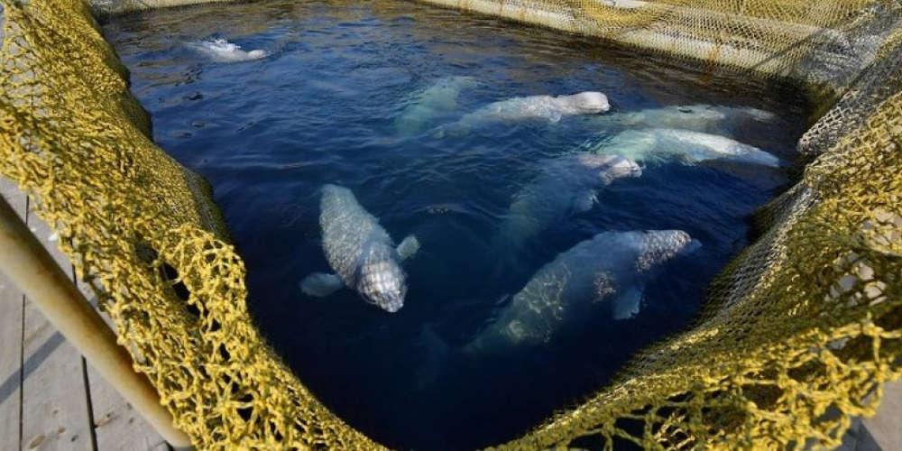 Απελευθερώθηκαν και οι τελευταίες φάλαινες μπελούγκα που κρατούνταν αιχμάλωτες στη Ρωσία