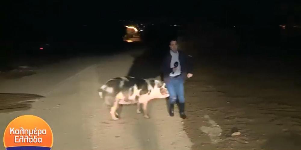 Απίστευτο βίντεο: Γουρούνι δαγκώνει ρεπόρτερ του ΑΝΤ1 στον αέρα