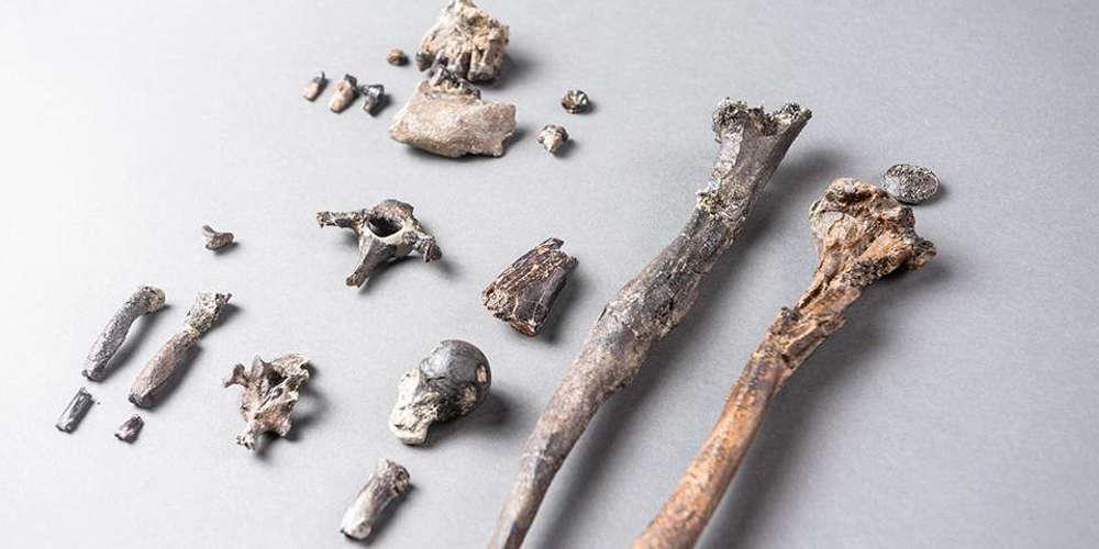Απολιθωμένα οστά πιθήκου ανατρέπουν όσα γνωρίζαμε για την ανθρώπινη εξέλιξη