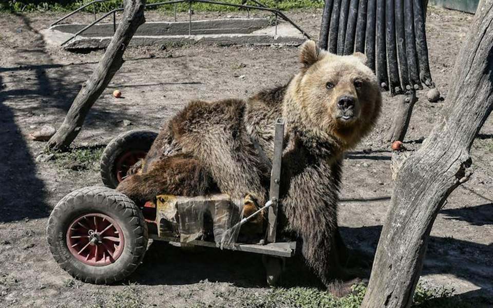 Πέθανε ο Ούσκο, το πρώτο αρκουδάκι με αναπηρικό αμαξίδιο [εικόνες]