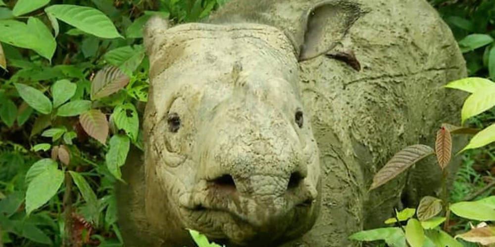 Τεράστιο πλήγμα στο ζωικό βασίλειο: Πέθανε ο τελευταίος ρινόκερος της Σουμάτρα
