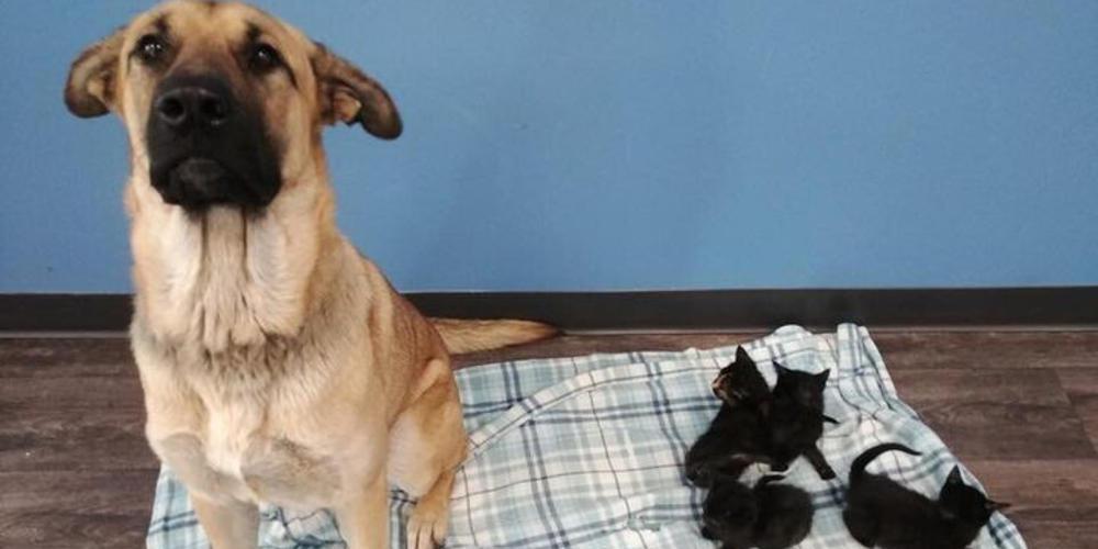 Αδέσποτη σκυλίτσα έσωσε από βέβαιο θάνατο εγκαταλελειμμένα νεογέννητα γατάκια