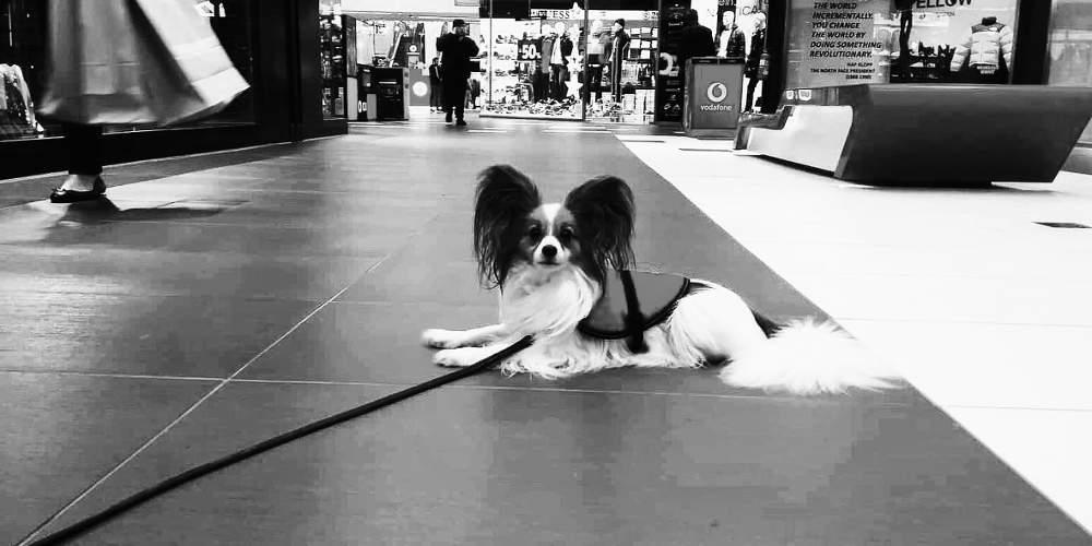 Ο Πομέλο θα γίνει το αυτί της Ευδοξίας: Ο πρώτος σκύλος βοηθός ατόμου με καρκίνο και κώφωση