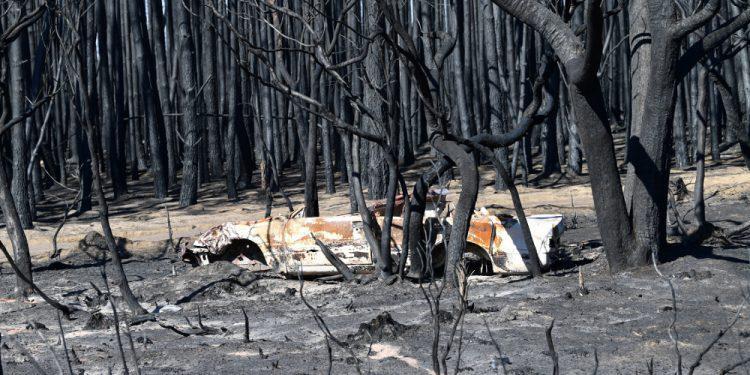 Αυστραλία: «Ολοκαύτωμα» για την πανίδα οι πυρκαγιές