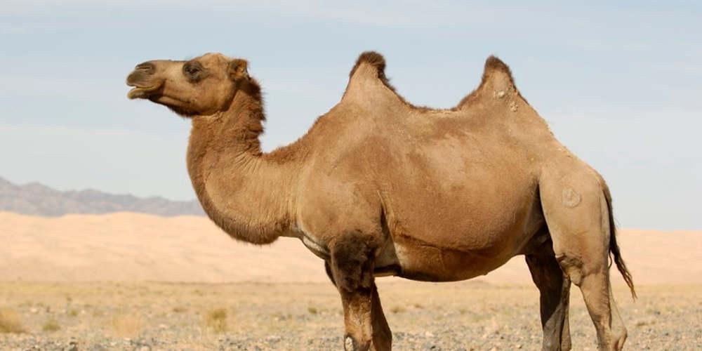 Απίστευτο: Ελεύθεροι σκοπευτές σκότωσαν 5.000 καμήλες στην Αυστραλία για να μην «σπαταλούν» νερό