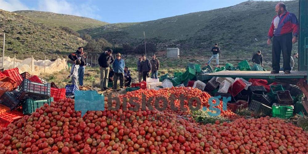 Κρήτη: Σε απόγνωση οι παραγωγοί – Πετούν 50 τόνους ντομάτας ημερησίως [βίντεο]