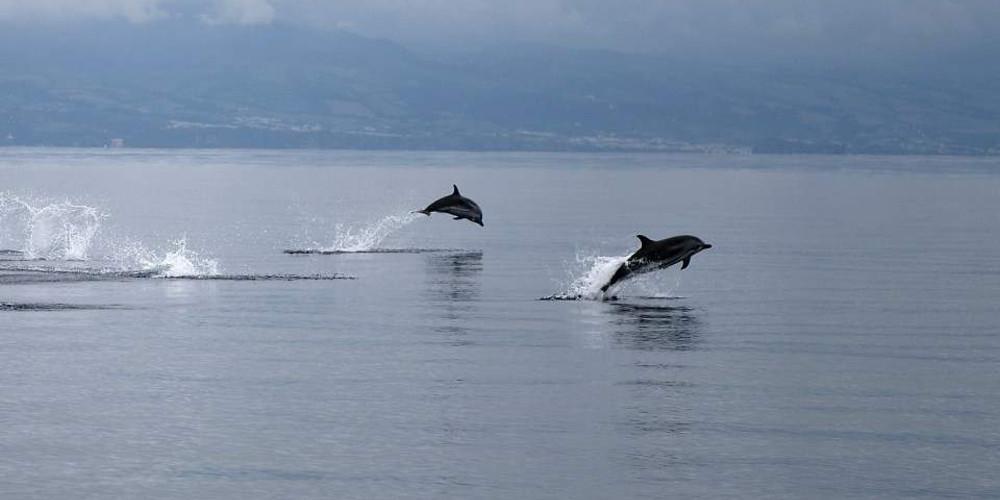Θεσσαλονίκη: Δελφίνια έκαναν την εμφάνισή τους στον Θερμαϊκό [Εικόνες]