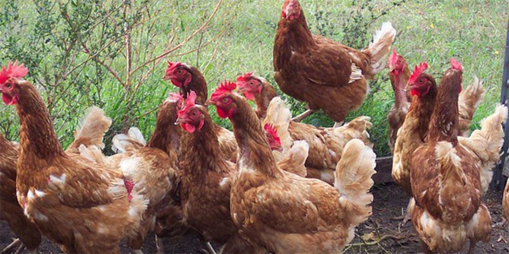 Ισπανία: 130.000 κότες θανατώθηκαν λόγω γρίπης των πουλερικών - Αντιδράσεις από την Greenpeace